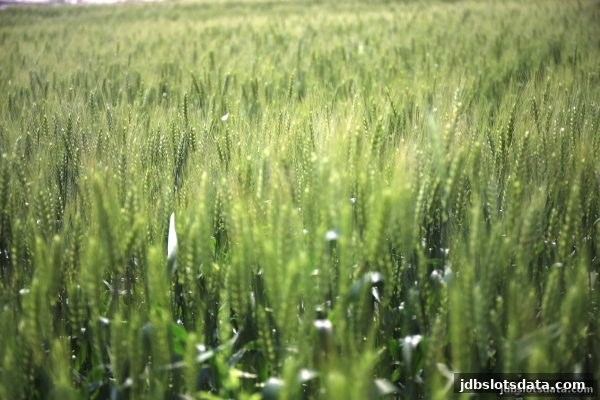 jdb电子游戏官网签到福利全攻略：每日坚持获取丰厚回馈