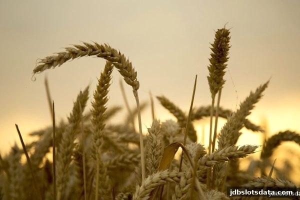 首存现金红包深度解析：jdb电子游戏官网新手入门与数字货币新体验